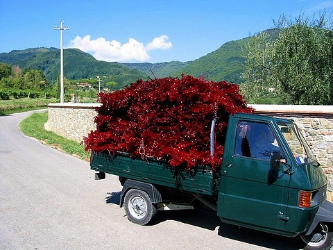 Dark green three-wheeled pick-up carrying a towering load of red chilli plants, wooded hills and a blue sky behind. Opens a larger view