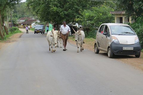 Silver small hatchback parked at the edge of a tree-lined road while a man walks two white bullocks along it.