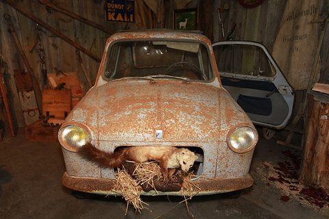 Rust-streaked small car in a mock barn with straw and a stuffed marten in its front grille opening. Opens a larger view